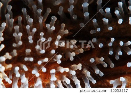 Coral mushroom on a tree Coral mushroom on a tree 30058317