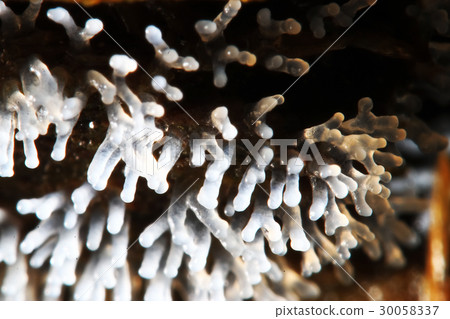 Coral mushroom on a tree 30058337