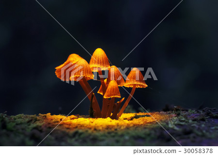Different mushrooms in the clearing Different mushrooms in the clearing 30058378