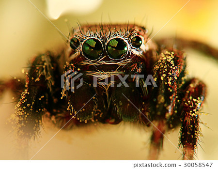 insect spider macro nature small insect spider macro nature small 30058547