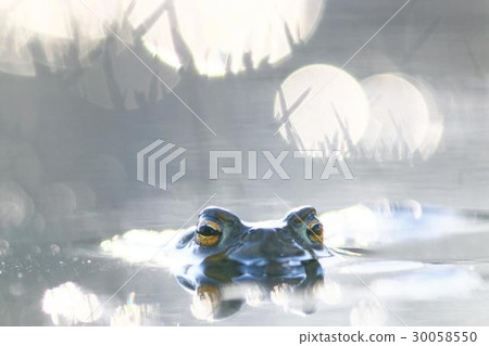 Little frog in the water Little frog in the water 30058550