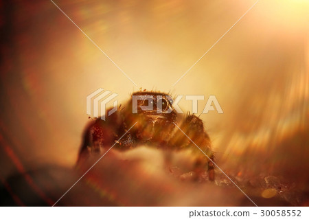 Large spider in the wild 30058552