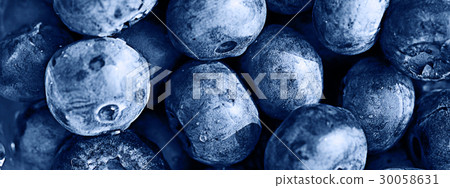 background berries blueberries panorama 30058631