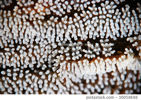 Coral mushroom on a tree 30058698