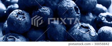 background berries blueberries panorama background berries blueberries panorama 30058842