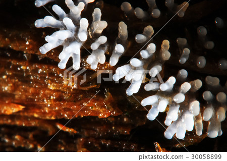 Coral mushroom on a tree 30058899
