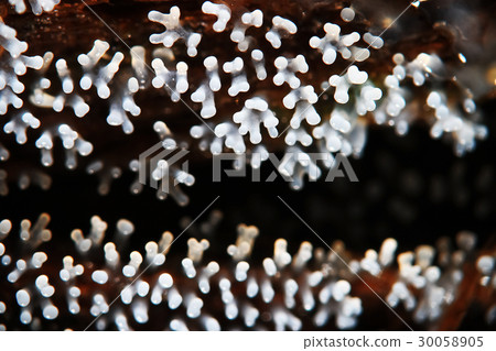 Coral mushroom on a tree 30058905