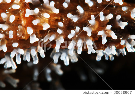 Coral mushroom on a tree 30058907