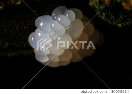 Coral mushroom on a tree 30058914