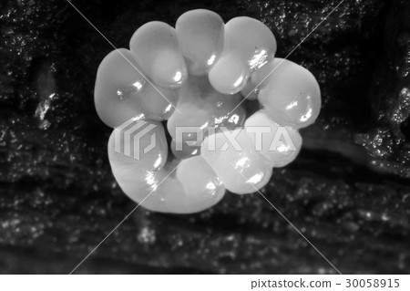 Coral mushroom on a tree Coral mushroom on a tree 30058915