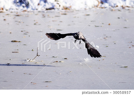 Flying crow bird snow wildlife Flying crow bird snow wildlife 30058937