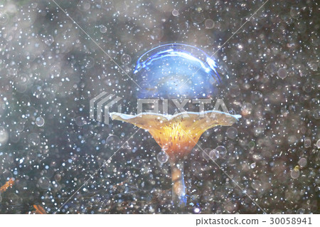 Different mushrooms in the clearing 30058941