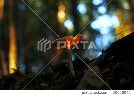 Different mushrooms in the clearing 30058943