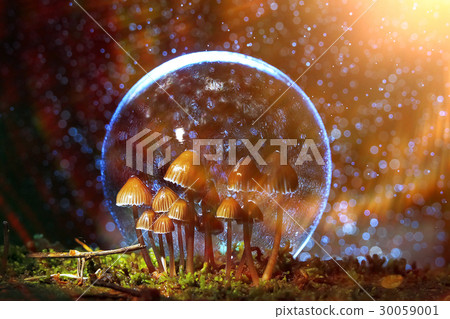 Different mushrooms in the clearing 30059001