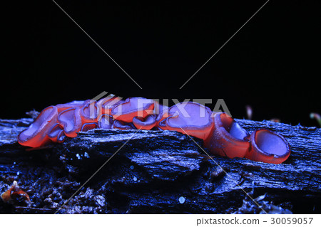mushroom dark macro nature sarcoscypha coccinea 30059057