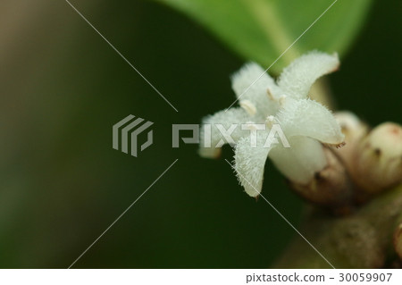 天然植物Oobarimorinoki，“Ruri果樹”被命名，但似乎生產黑色水果 30059907