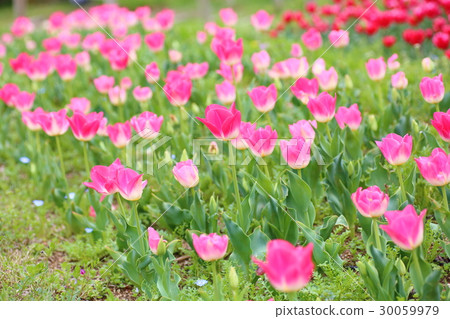 春天公園鬱金香花 春天公園鬱金香花 30059979