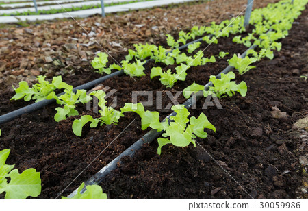 Plant food with water system on organic farming. Plant food with water system on organic farming. 30059986