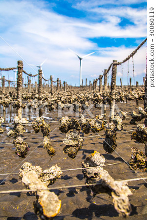 台灣彰化王功漁港Asia Taiwan Changhua fishing port 30060119