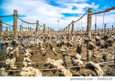 台灣彰化王功漁港Asia Taiwan Changhua fishing port 30060120