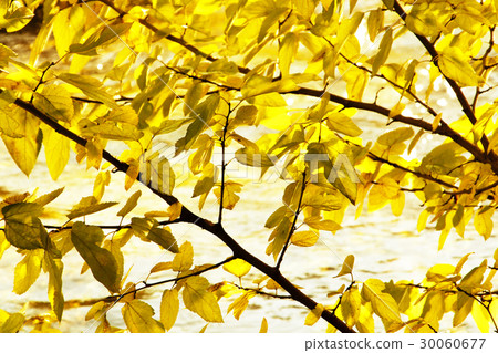 黃葉 30060677
