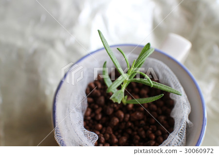rosemary, mug, herb 30060972