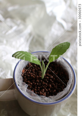 mug, herb, herbal 30060973