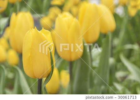 Yellow tulip in flowerbed in Springtime at Rayong 30061713