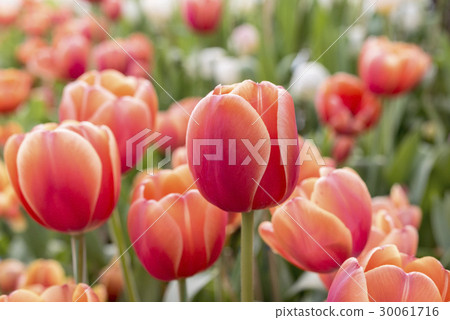 Red orange tulips in flowerbed in Springtime 30061716