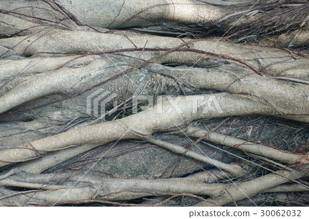 tree root background tree root background 30062032