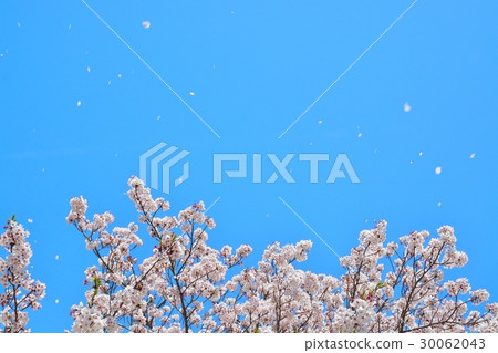 藍天和櫻桃暴風雪 30062043