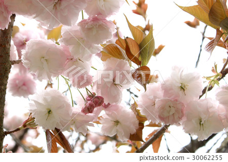 雙櫻花 雙櫻花 30062255