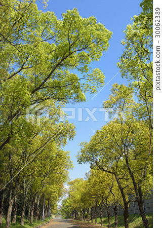 新鮮的綠色花商展紀念公園 新鮮的綠色花商展紀念公園 30062389