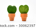 Hoya plant, heart shape leaf 30062397