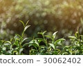 Tea leaf in the field 30062402