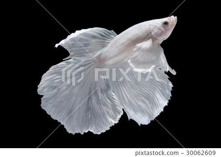 White Halfmoon Betta fish 30062609