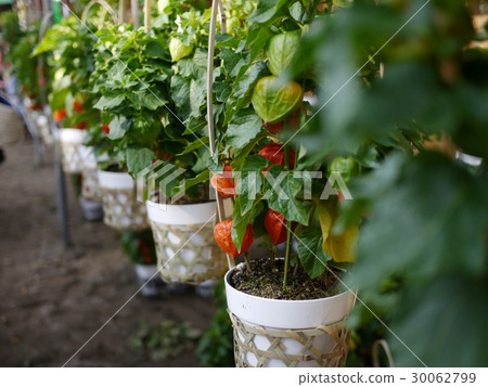 奇克斯市 30062799