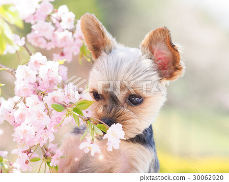 Sakura and Yorkshire Terrier 30062920