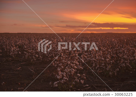 Cotton field in Oakey, Queensland 30063225