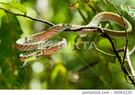 green Asian Vine Snake (Ahaetulla prasina) 30063226
