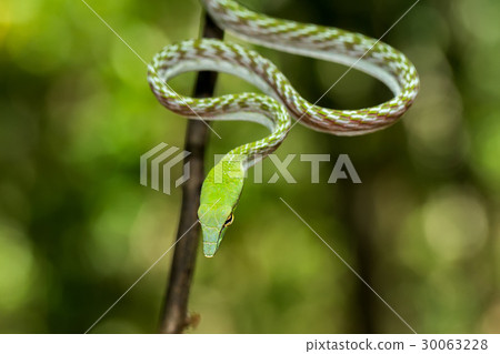 green Asian Vine Snake (Ahaetulla prasina) 30063228