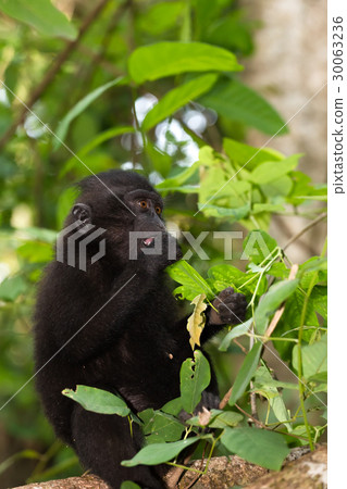 endemic sulawesi monkey Celebes crested macaque endemic sulawesi monkey Celebes crested macaque 30063236