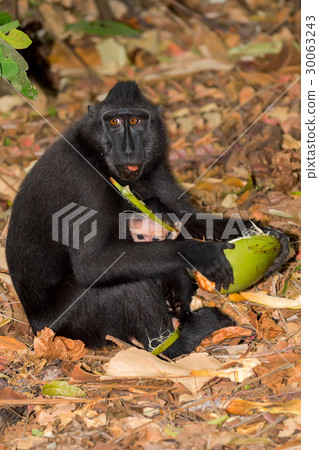 sulawesi monkey with baby Celebes crested macaque sulawesi monkey with baby Celebes crested macaque 30063243
