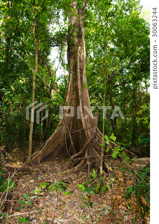 massive tree is buttressed by roots Tangkoko Park massive tree is buttressed by roots Tangkoko Park 30063244