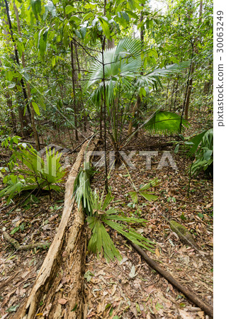 jungle in Tangkoko National Park, Indonesia 30063249