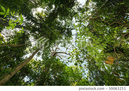 tree tops in the rain forest sulawesi, indonesia 30063251