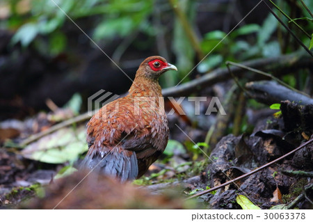 Clown Wakakiji 30063378