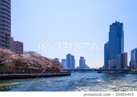 Tokyo cruise, Sumidagawa, cherry blossom season 30063403