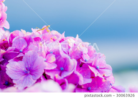 A mantis mantis on a child, above a hydrangea 30063926