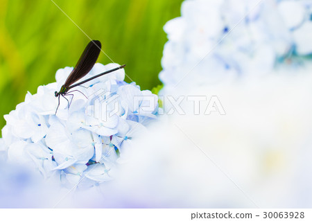 繡球花上的Hagorotombo 繡球花上的Hagorotombo 30063928